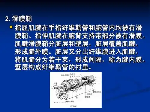 肌腱滑膜鞘分脏层和壁层,脏层覆盖肌腱, 形成腱外膜.