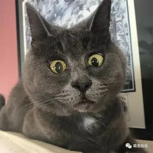 喵星人眼睛瞪得像铜铃甚至有点囧囧有神