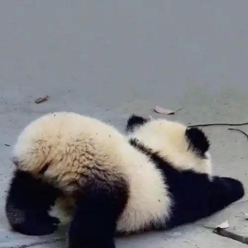 小短腿熊猫宝宝头像可爱情侣闺蜜头像