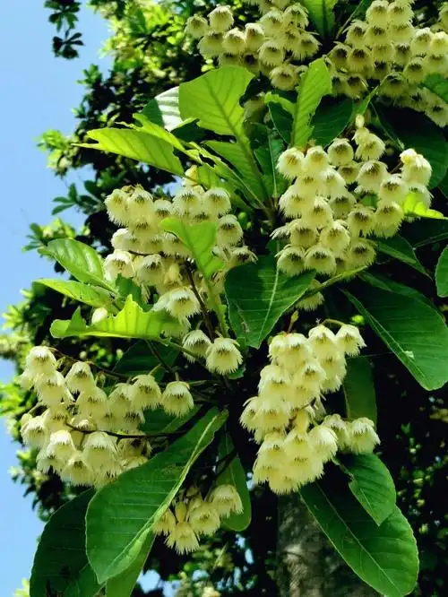 原来这花叫無果杜英,好像羽毛球呵,在東湖公园这边有此花踪影,树身