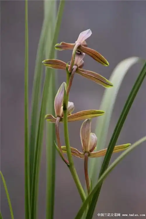送春一字仙-送春篇-中国兰花交易网社区