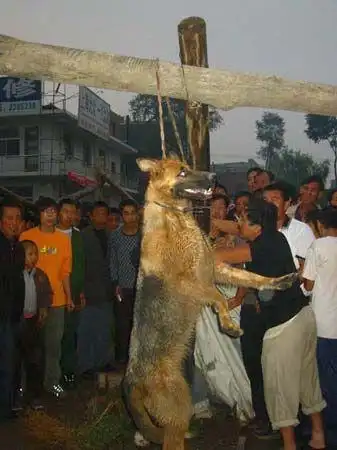 山西9岁男童被两只狼狗吞食 群众合力将狗吊死