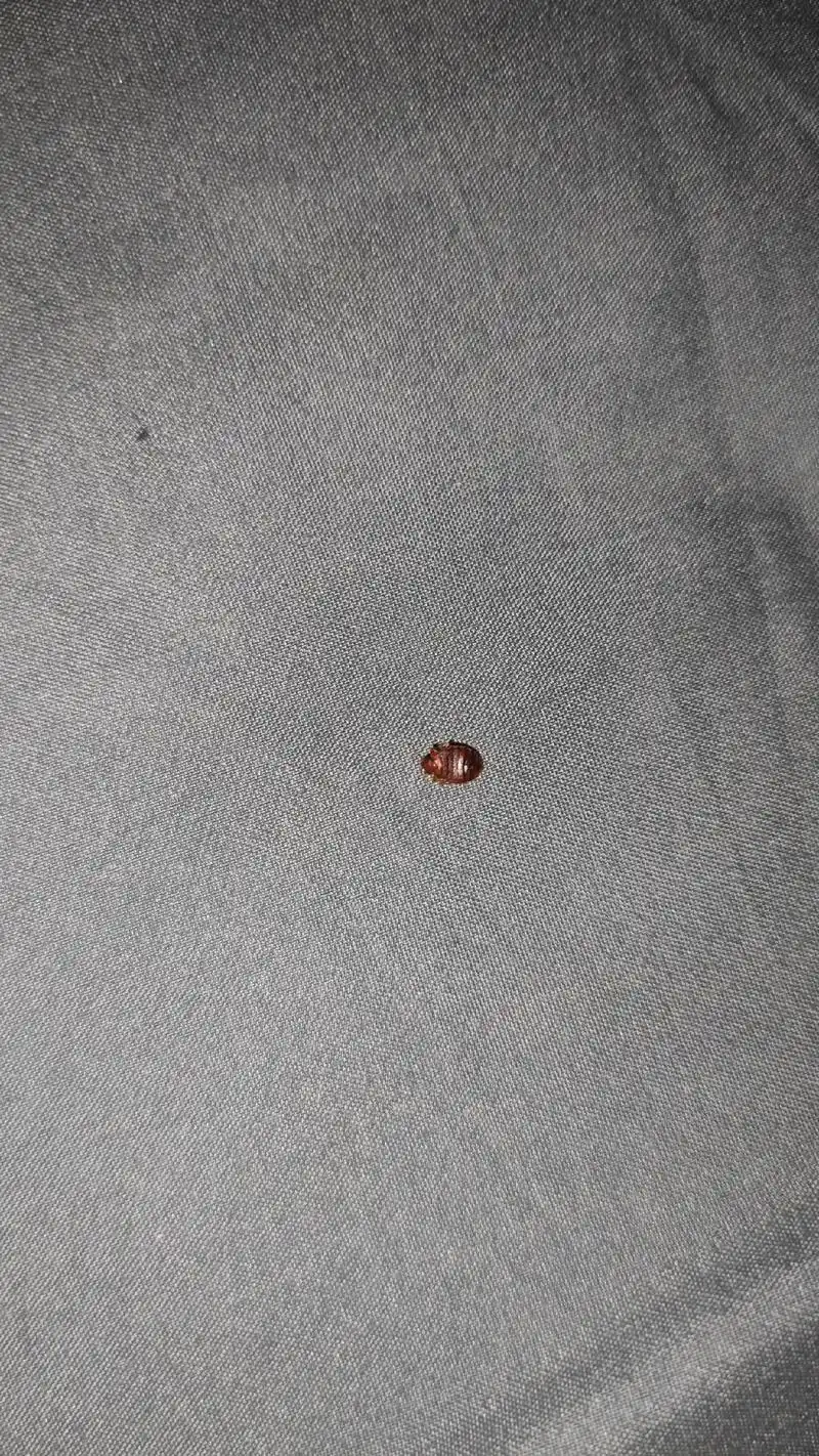 臭虫床虱 #床虱 #工棚宿舍 #没有疼痛感好不好 #一般人 - 抖音