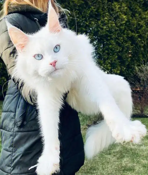 白色仙子缅因猫