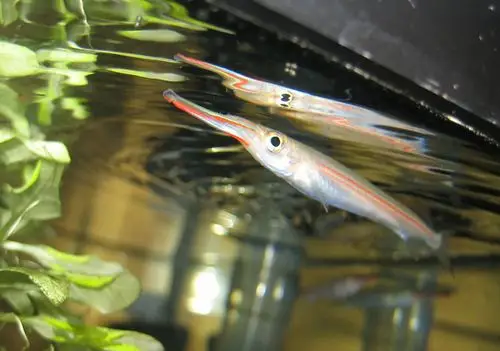 我家30*18*15的鱼缸,养多少鱼好?