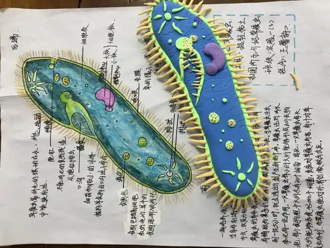 初一实验班生物模型制作大赛获奖公示