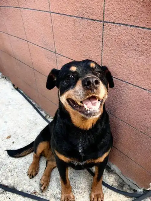 揭秘四眼狗:萌宠界的神秘传说,你了解多少?