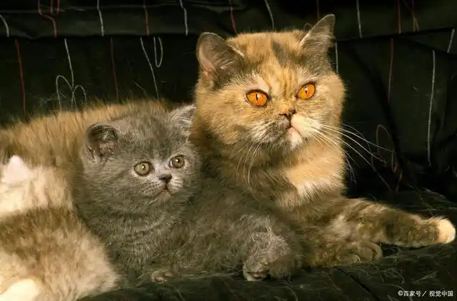 中国禁养猫的品种