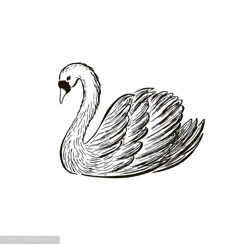 天鹅素描手绘