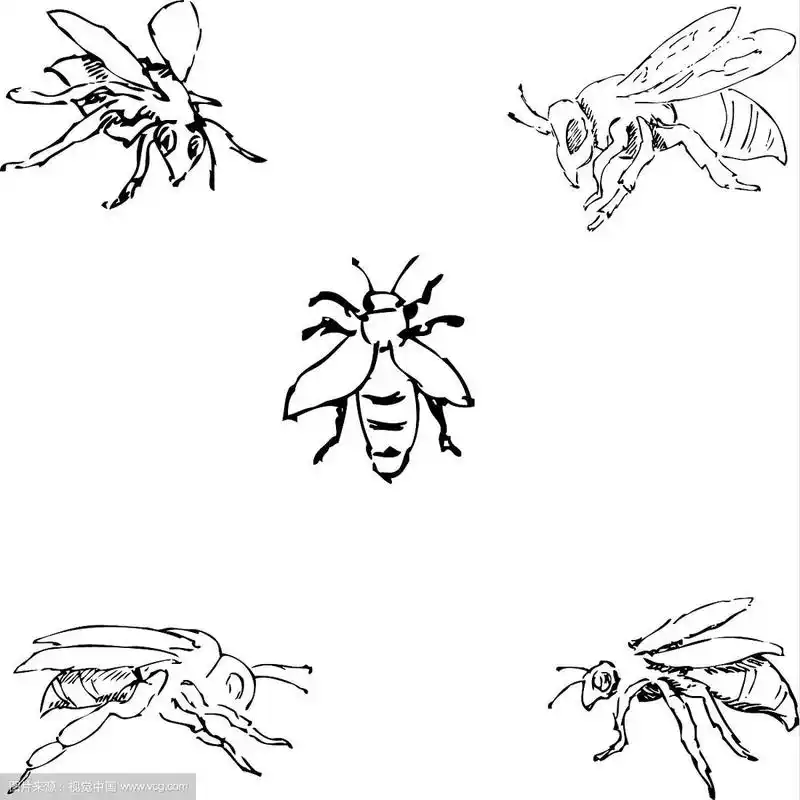 苍蝇用手画素描