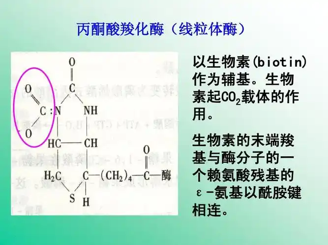 高等教育 理学 25 磷酸戊糖途径和糖异生-王镜岩生物化学(全)ppt 丙酮