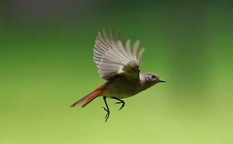 小鸟飞飞(钱海摄影)