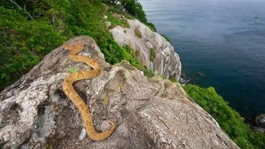 世界上唯一的蛇岛岛上有着43万条毒蛇无人敢登上这个岛