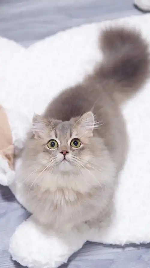 短腿猫##矮脚猫