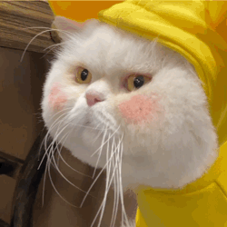 网红大脸猫表情包26