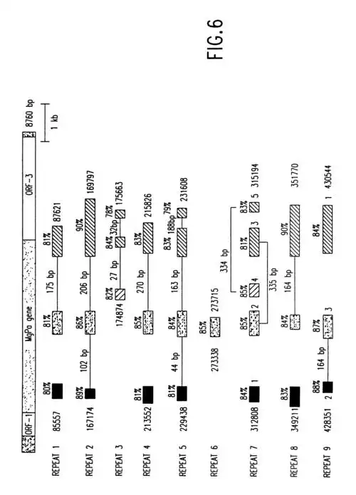 nucleotide sequence of the mycoplasma genitalium genome