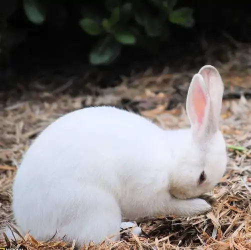 祈祷的雪白兔子,高清图片,动物-回车图片
