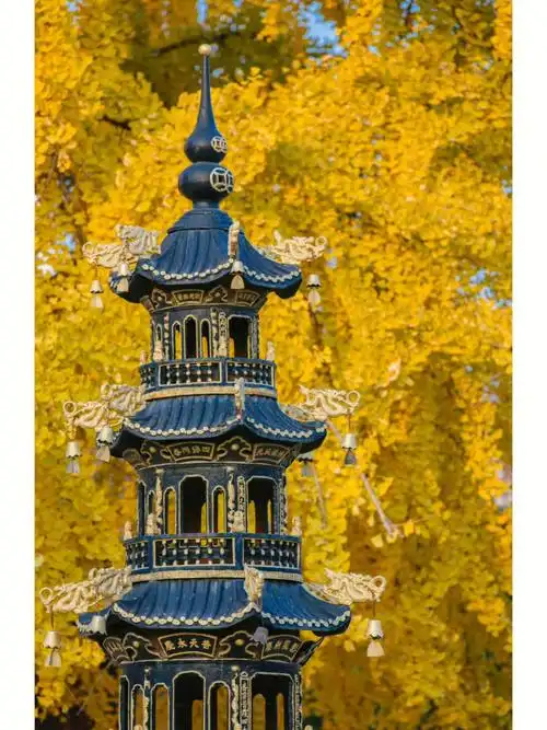 青岛从来银杏不负秋法海寺千年银杏开放了