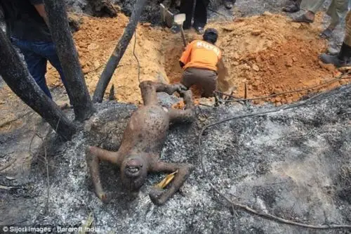 印尼发生森林大火 三只猩猩被"烤僵"