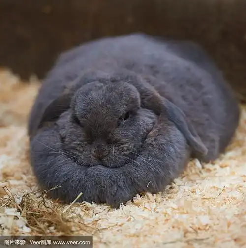 一只熟睡的胖兔子身上的大量赘肉