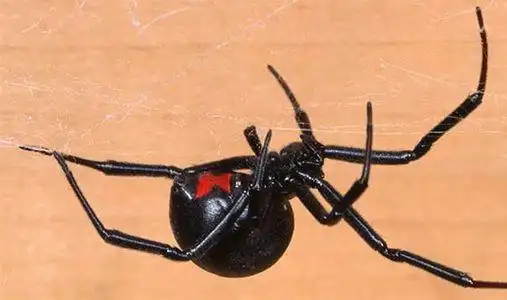 有毒动物-黑寡妇蜘蛛|蛇类|捕食|节肢动物门|有毒蜘蛛_网易订阅