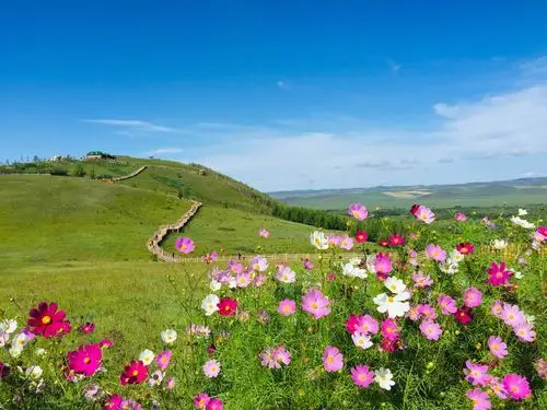 遍地盛开着美丽的格桑花