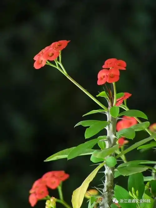 养虎刺梅做好这五点,365天都开花! - 知乎