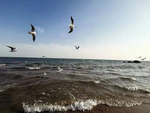 海鸥飞在蓝蓝海上