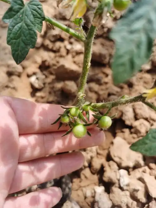 自家小院种西红柿