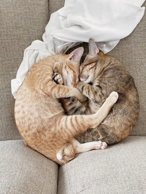 当然是抱在一起睡觉比较香