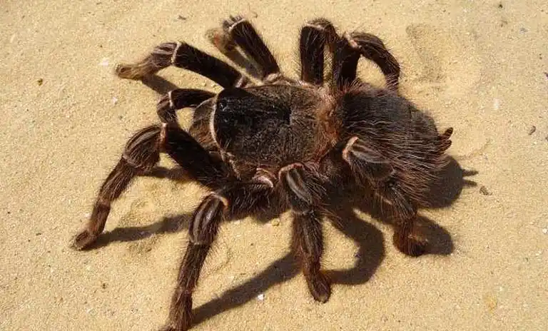 世界最大的蜘蛛排名 巨型猎人蜘蛛仅排第二