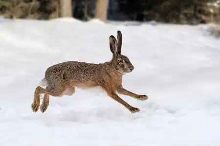 兔子在森林里图片