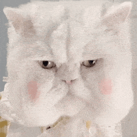 网红猫咪 | 大脸猫球球表情包 第七弹