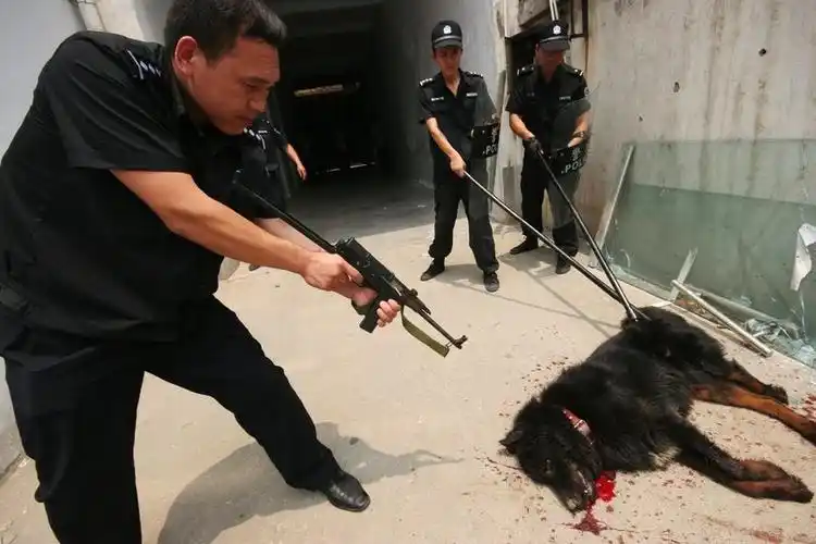 特警击毙连咬3人恶狗(组图)