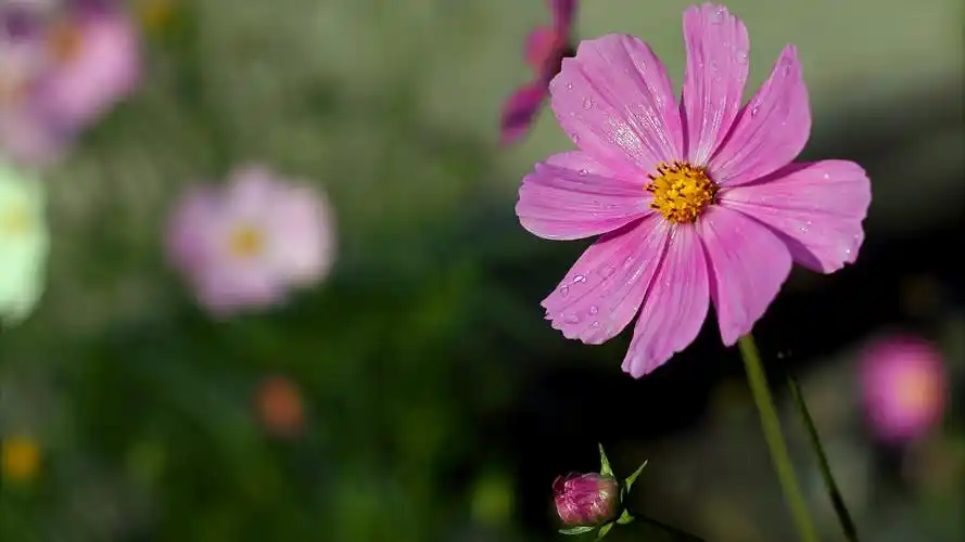 好看的花卉植物壁纸,护眼又清新,喜欢就赶紧下载吧!