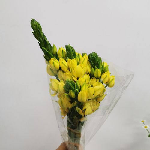 进口雀梅鲜切花上上海直发同城速递花材家用鲜花速递同城