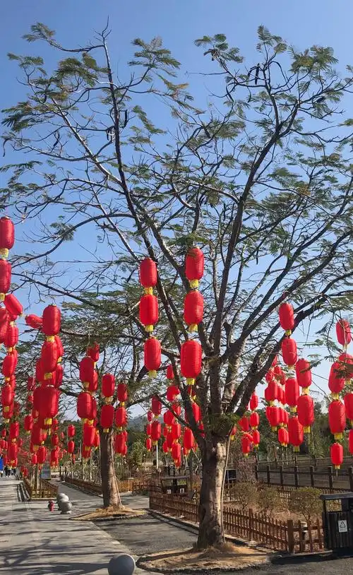 过年的气氛红红火火.大红灯笼高高挂.