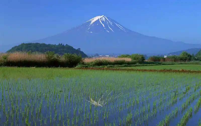 摄影绿色水稻美丽田风光风景图片-美图吧