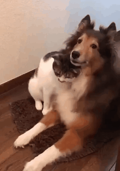 479_679竖版 竖屏gif 动态图 动图