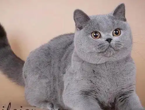 第十,英国短毛猫