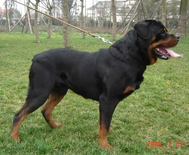 自家繁殖的挪威纳 喜欢的可上门看狗