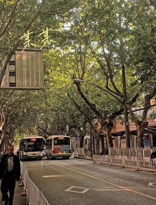 "附中的蝉鸣依旧回荡 梧桐叶铺满了三号路 白马弄堂开遍了鲜花 少年是