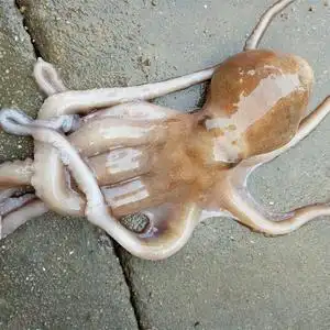 鲜活长腿八爪鱼海鲜水产野生新鲜大章鱼海捕八抓鱼长稍八带鱼500g