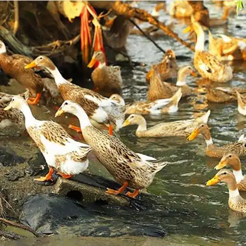 【冷链包邮】农家散养嫩鸭老鸭青年鸭现杀土鸭鲜鸭麻鸭整只批发