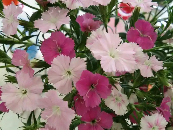 相思梅,茶蘼花,月季花,满天星,春山茶.