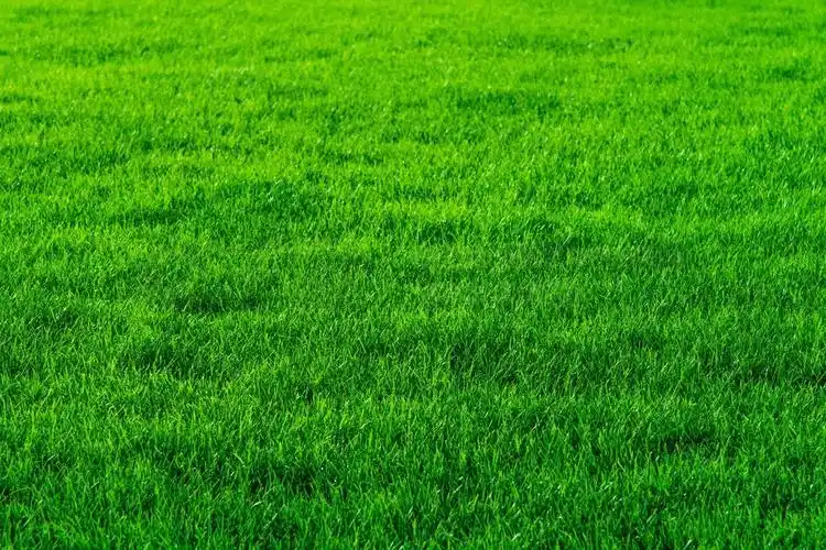 绿草地小草特写高清图片