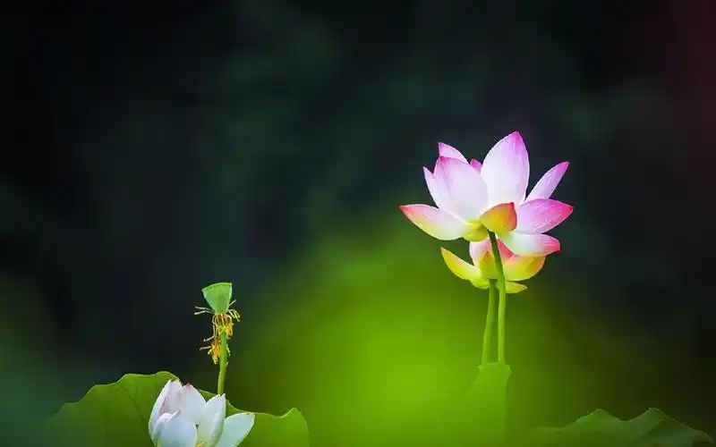 唯美夏日荷花图片高清电脑壁纸