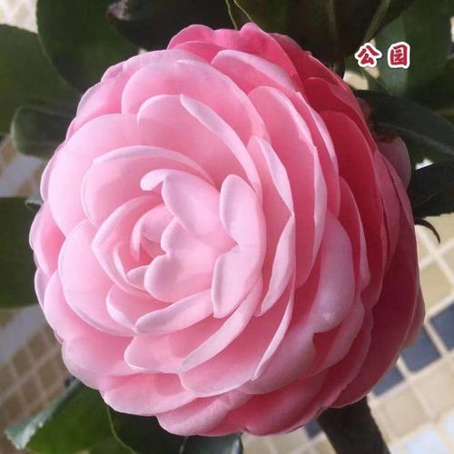 公园茶花树苗  粉色大花型  稀有珍贵品种 室内外绿植花卉盆