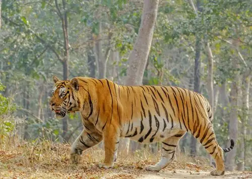 远东北亚巨虎 _ 哔哩哔哩相簿