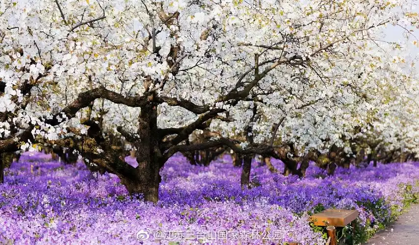 万株二月兰梨花,宿迁最大网红花海将进入盛花期,附